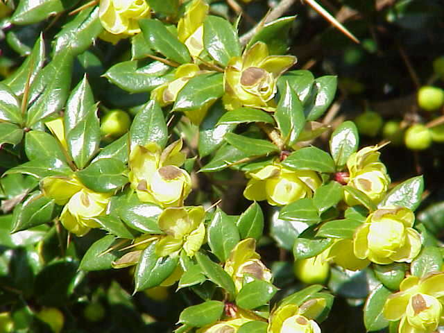 Image of Warted Barberry