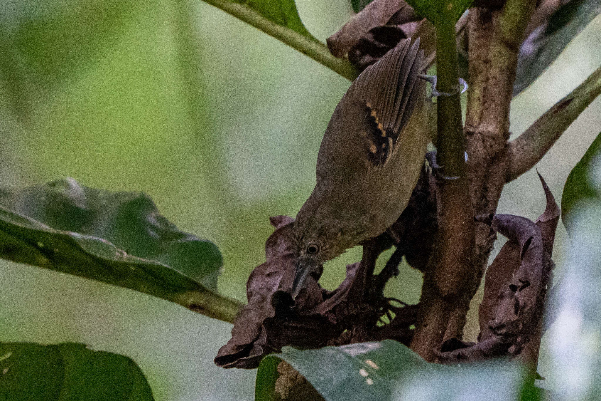 Image of Checker-throated Antwren