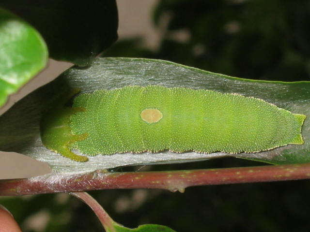 Imagem de Charaxes bernardus Fabricius 1793