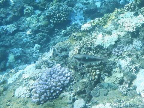 Image of Big belly Parrotfish