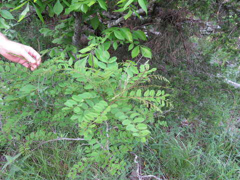 Image of Ouachita False Indigo