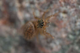 Image of Euophrys frontalis (Walckenaer 1802)