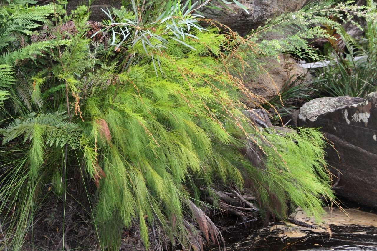 Imagem de Baloskion tetraphyllum subsp. tetraphyllum