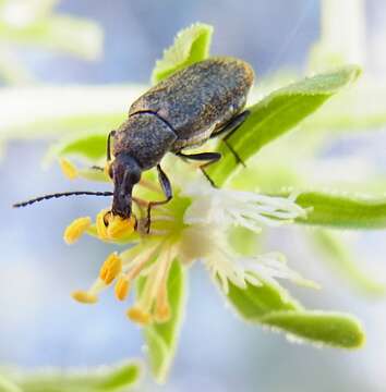 Imagem de Mycterus curculioides