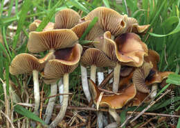 Psilocybe cyanescens Wakef. 1946的圖片