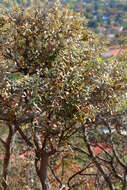 Image of Brachylaena discolor var. rotundata (S. Moore) H. J. Beentje