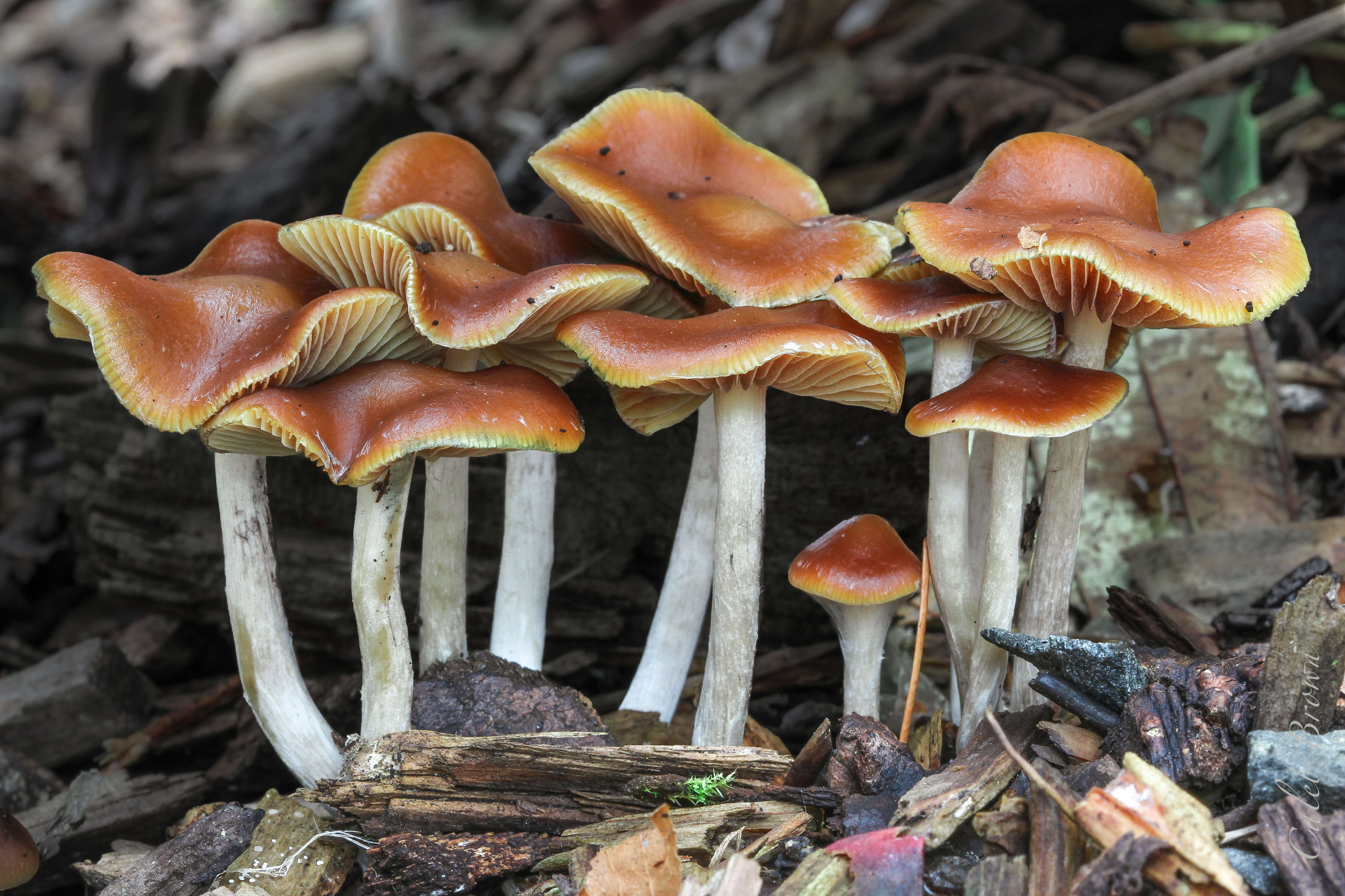 Psilocybe cyanescens Wakef. 1946的圖片