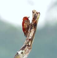 Image of Cinnamon Woodpecker