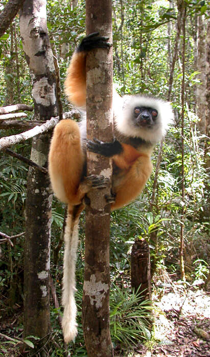 Image of Diadem Sifaka