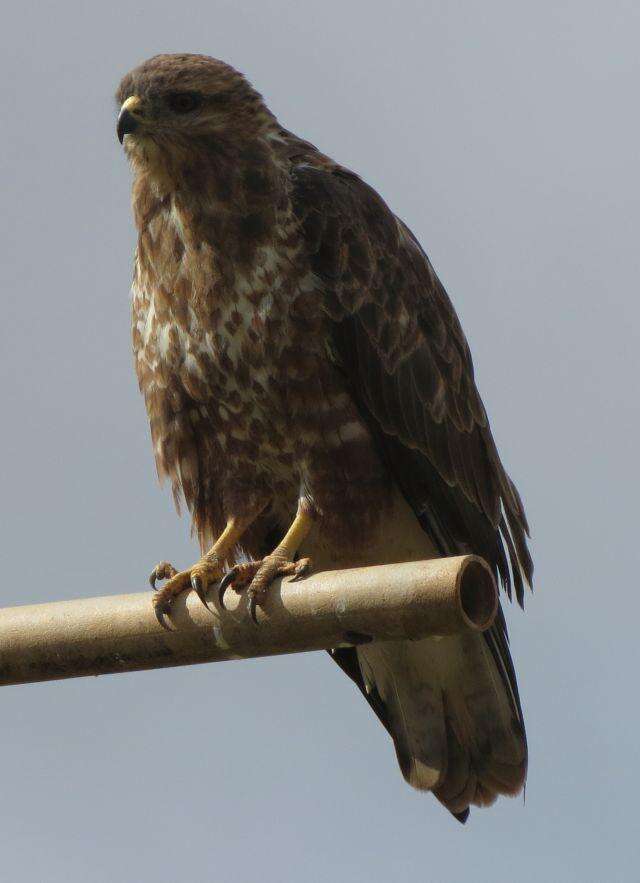 Imagem de Buteo buteo vulpinus (Gloger 1833)