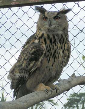 Image of Eurasian Eagle Owl