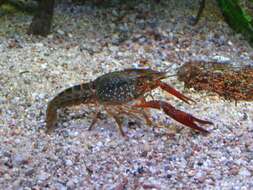 Imagem de Procambarus clarkii