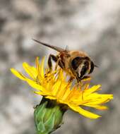 Image of drone fly