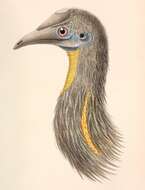 Image of Casuarius Brisson 1760