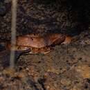 Image of Hump-nosed pit viper