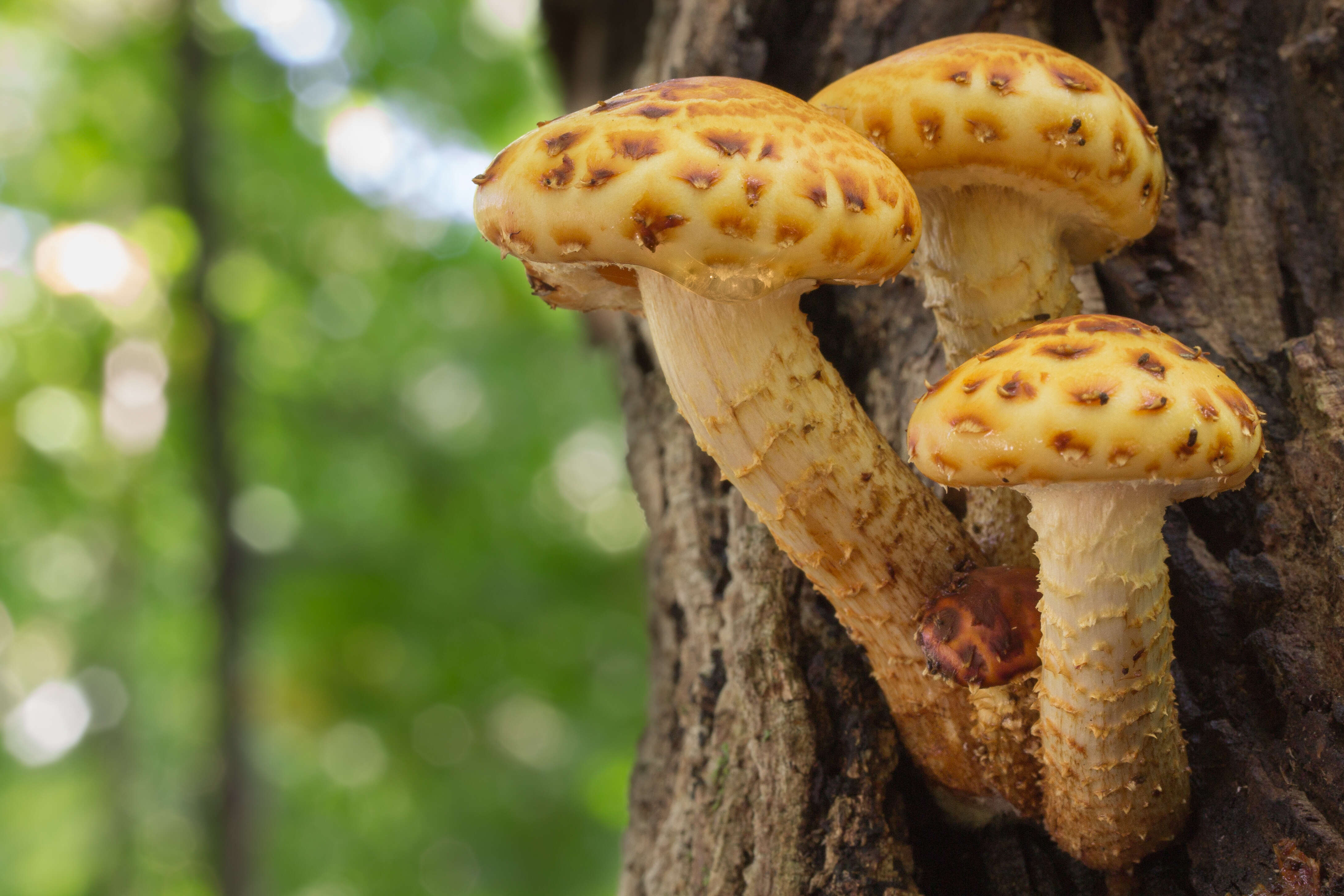 Imagem de Pholiota aurivella (Batsch) P. Kumm. 1871