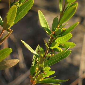 Image of Pimelea axiflora subsp. pubescens B. L. Rye