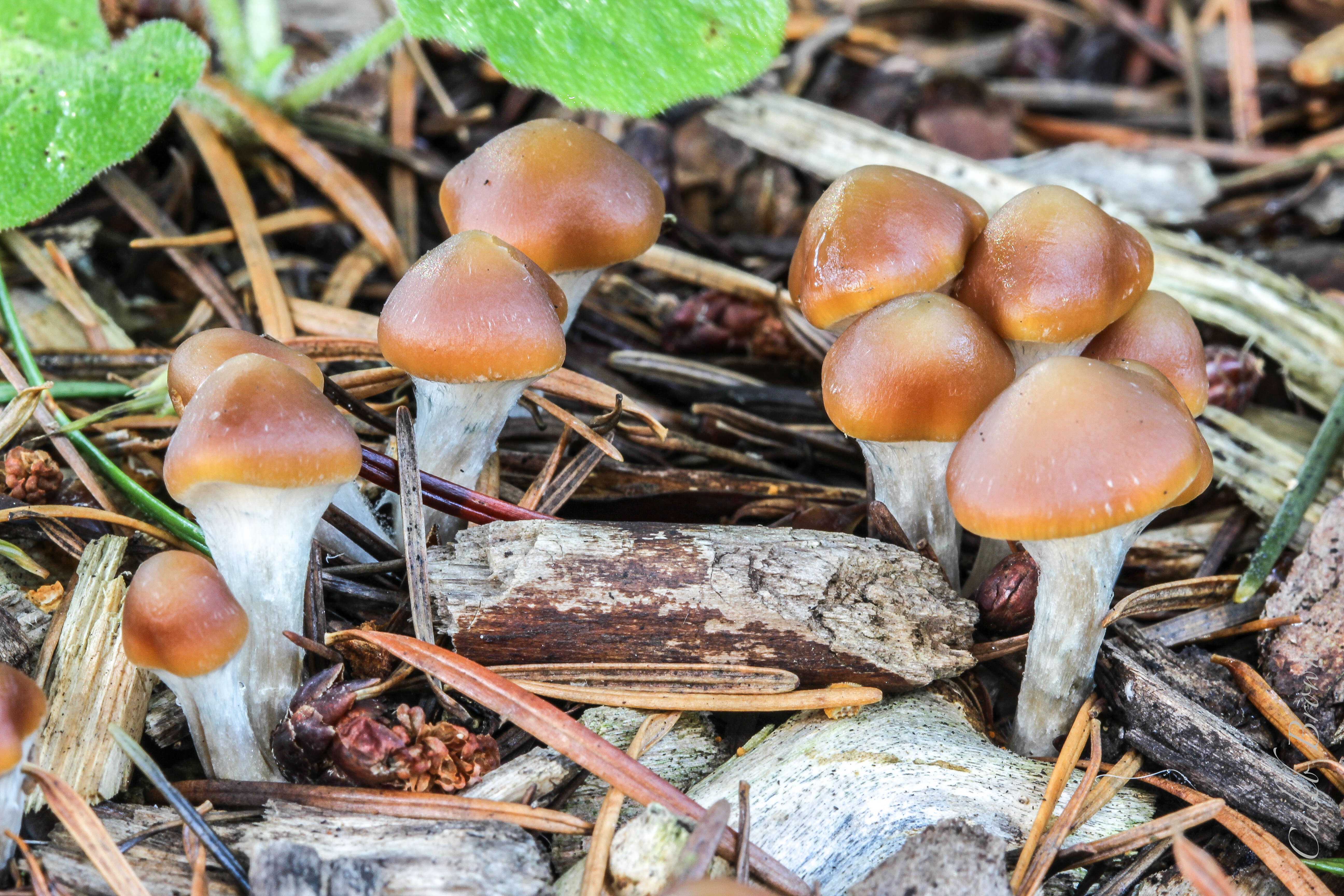 Psilocybe cyanescens Wakef. 1946的圖片