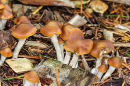 Psilocybe cyanescens Wakef. 1946的圖片