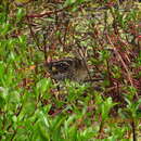 Image of Noble Snipe