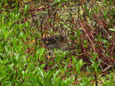 صورة Gallinago nobilis Sclater & PL 1856