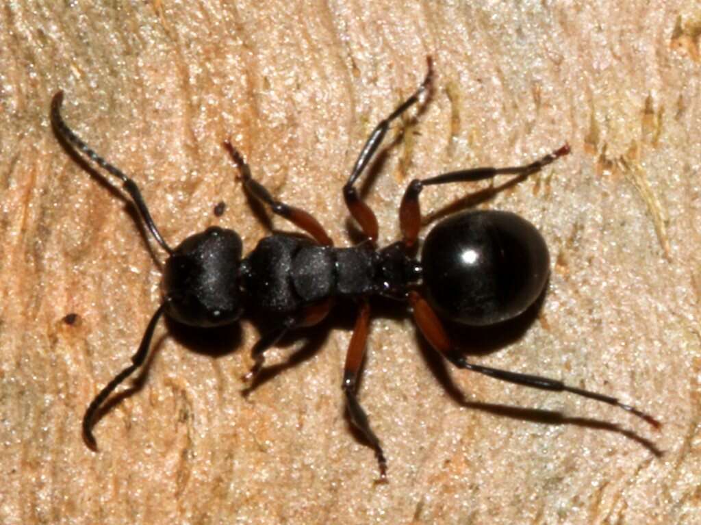 Image de Polyrhachis femorata Smith 1858