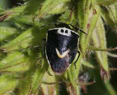 Plancia ëd Cosmopepla binotata Distant 1889