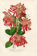 Imagem de Embothrium coccineum J. R. Forster & G. Forster