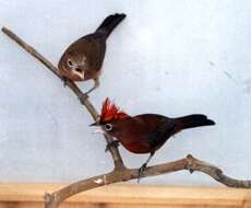 Image of Red Pileated Finch