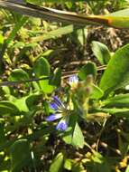 Image of Scaevola calendulacea (Kenn.) Druce