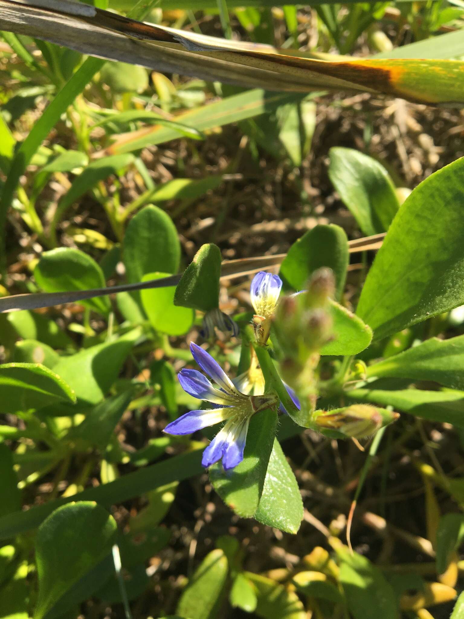 Image of Scaevola calendulacea (Kenn.) Druce