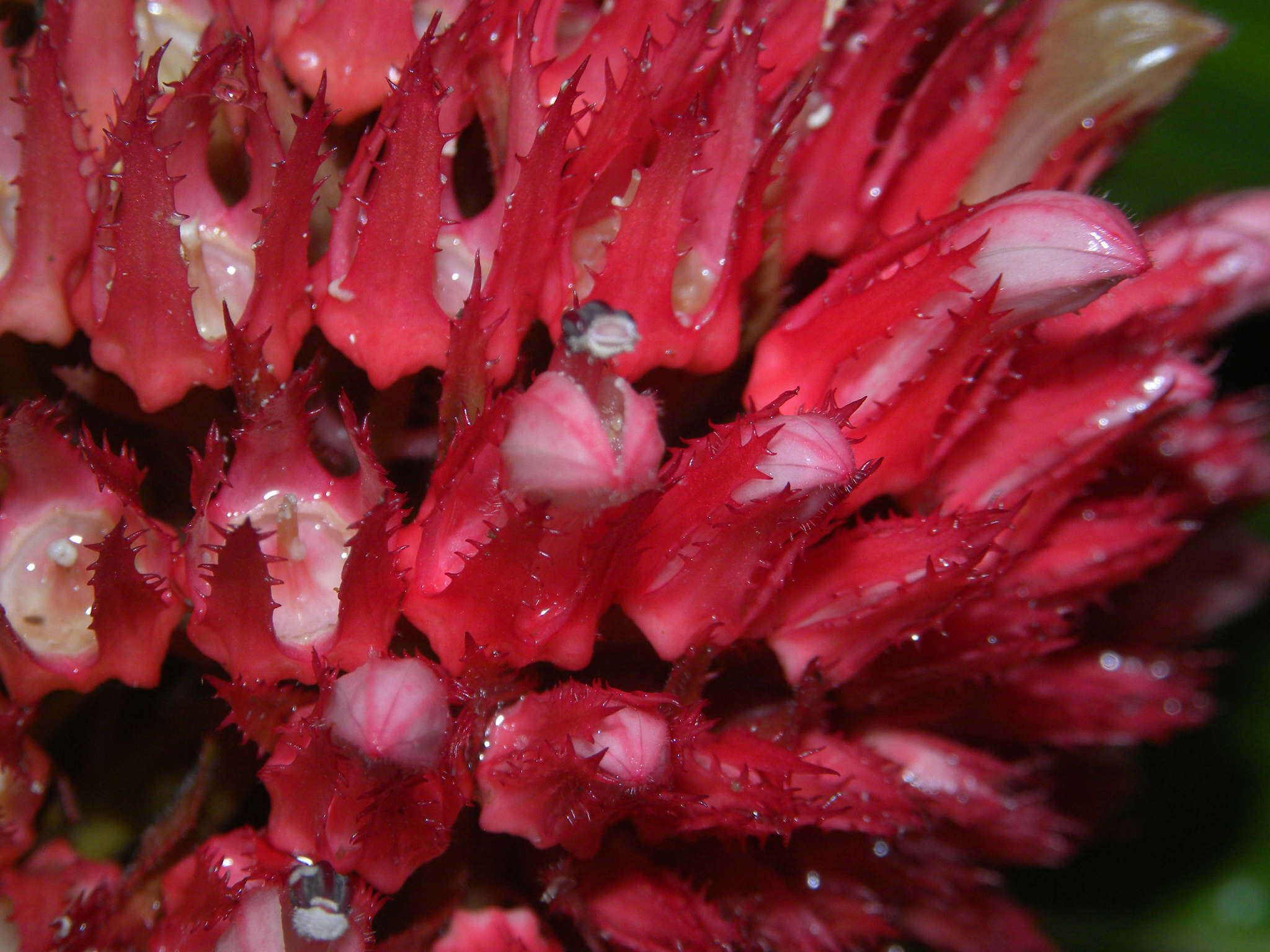 Image of Lobelia conglobata Lam.