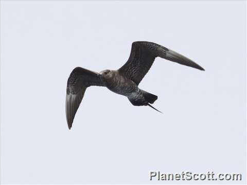 Image of Long-tailed Jaeger