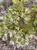 Image of Hakea ruscifolia Labill.