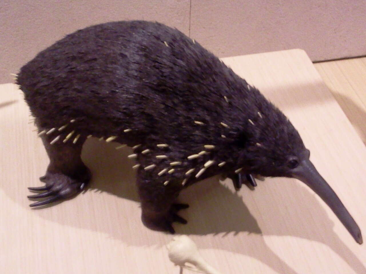 Image of Eastern Long-beaked Echidna