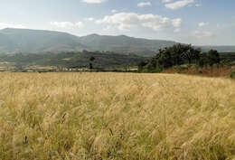 Imagem de Eragrostis tef (Zuccagni) Trotter