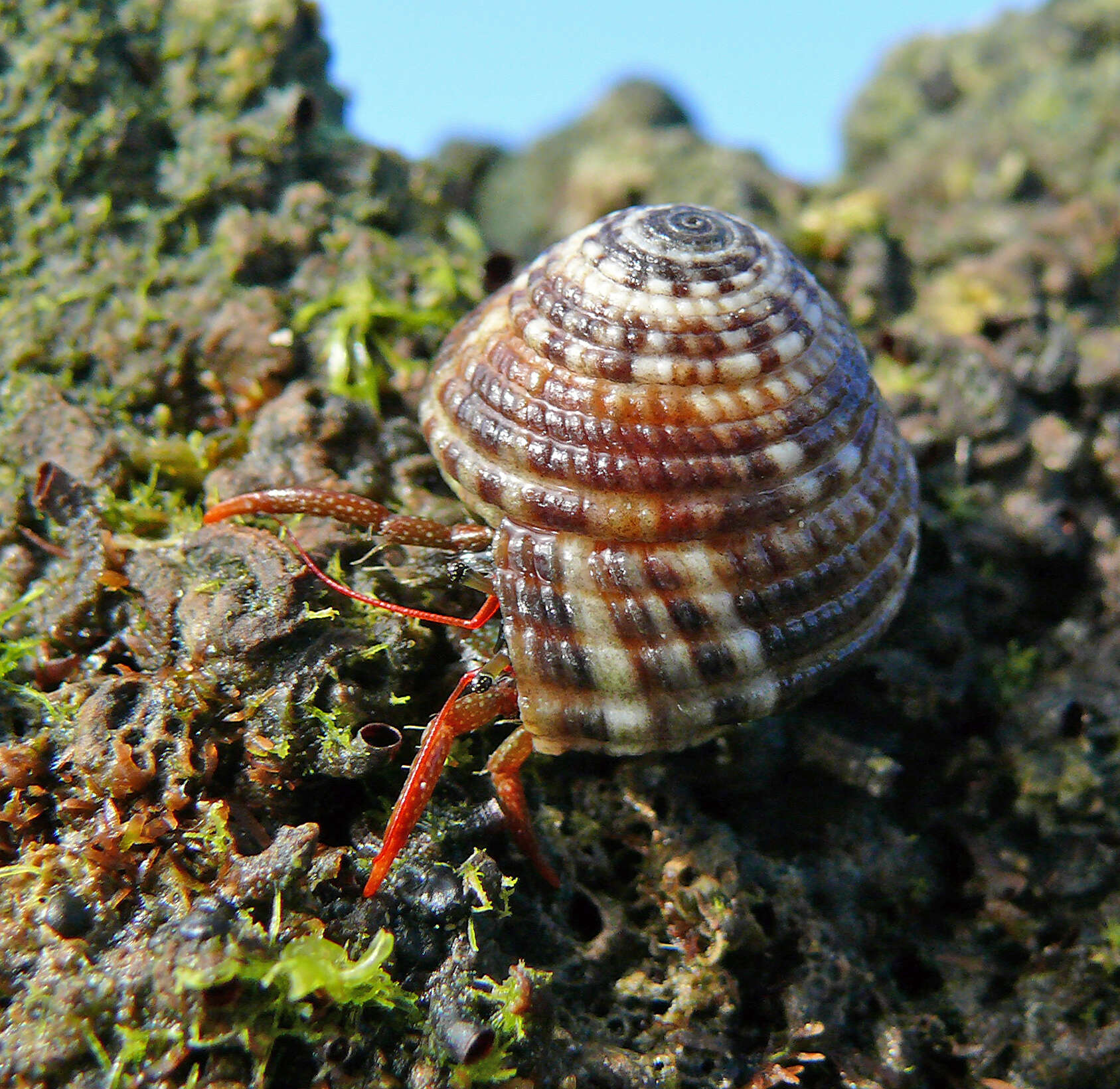 Image of California scarlet hermit crab