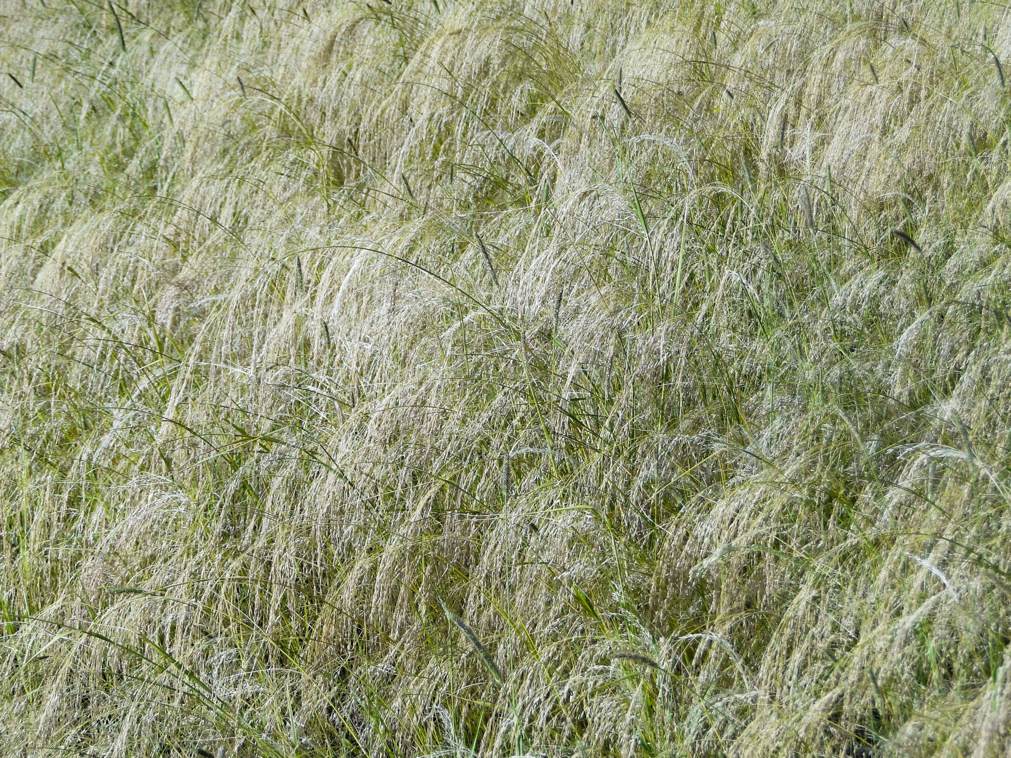 Imagem de Eragrostis tef (Zuccagni) Trotter