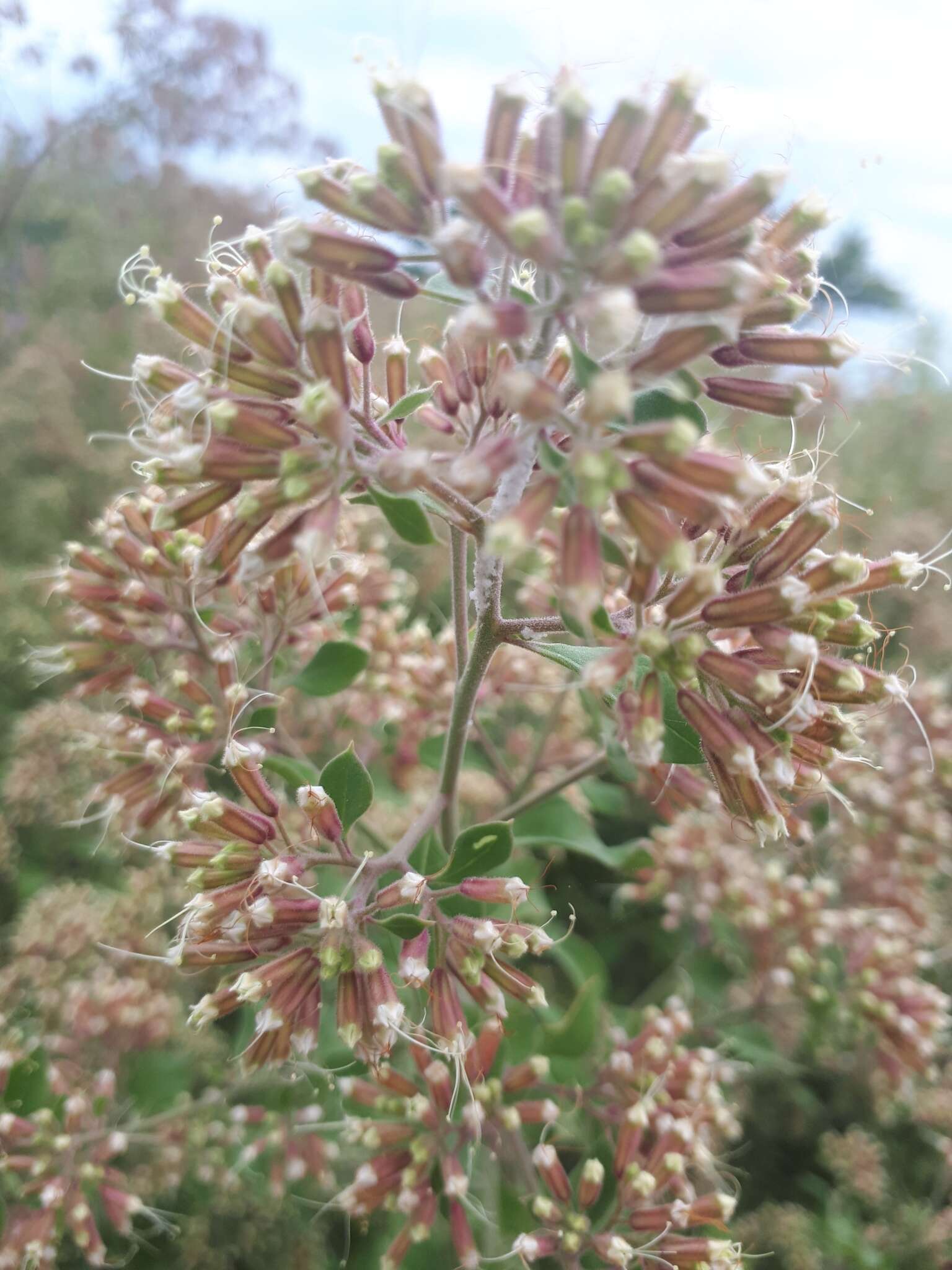 Salpianthus arenarius Humb. & Bonpl. resmi