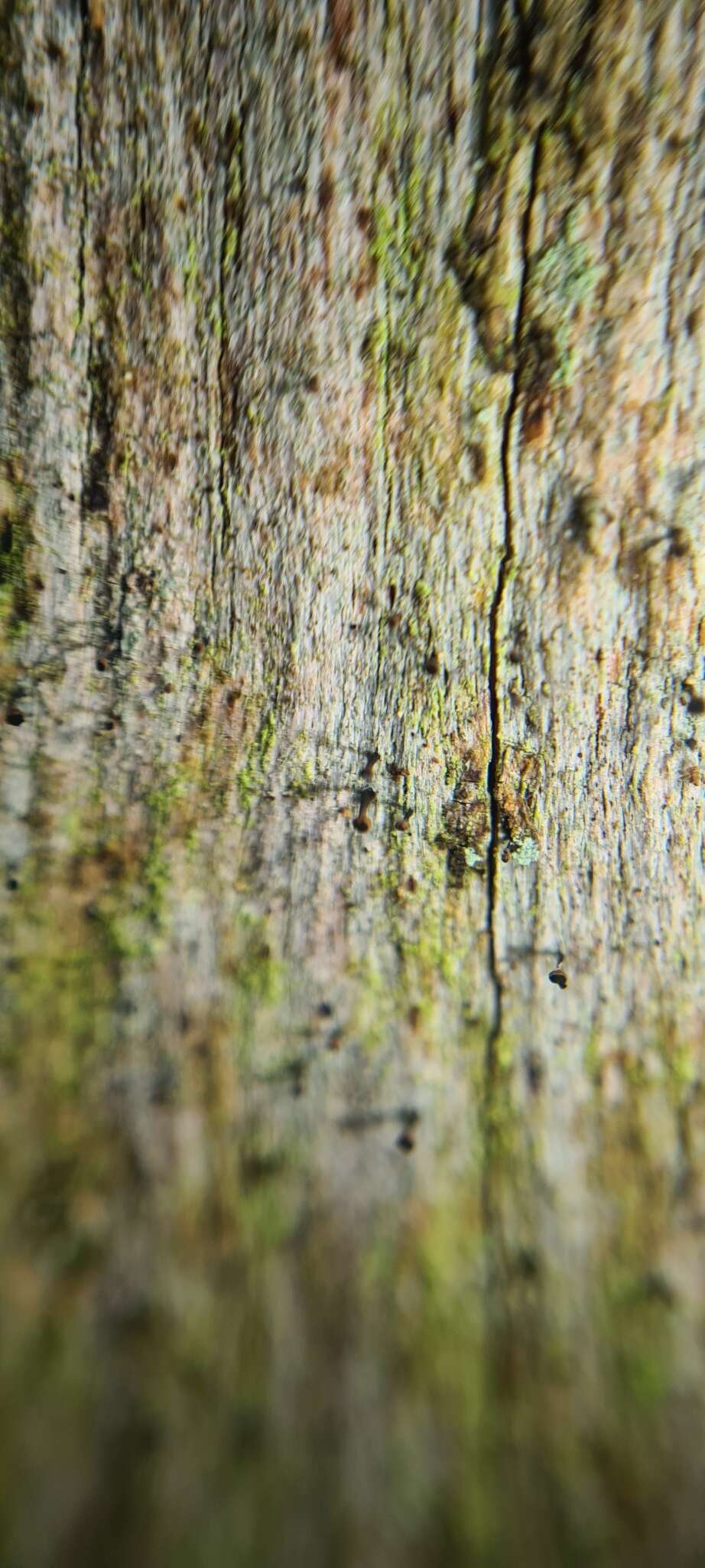 Image of Spike lichen;   Rusted stubble