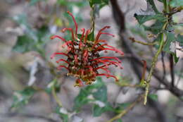 Plancia ëd Grevillea steiglitziana N. A. Wakefield