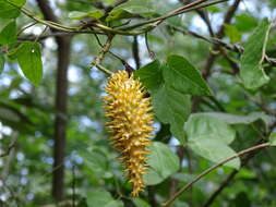 Image of Matelea crassifolia (Standl.) R. E. Woodson