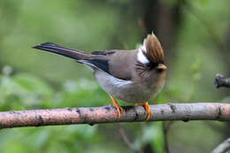 Image of Yuhina Hodgson 1836