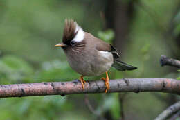 Image of Yuhina Hodgson 1836