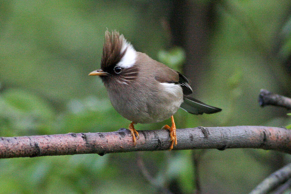 Image of Yuhina Hodgson 1836