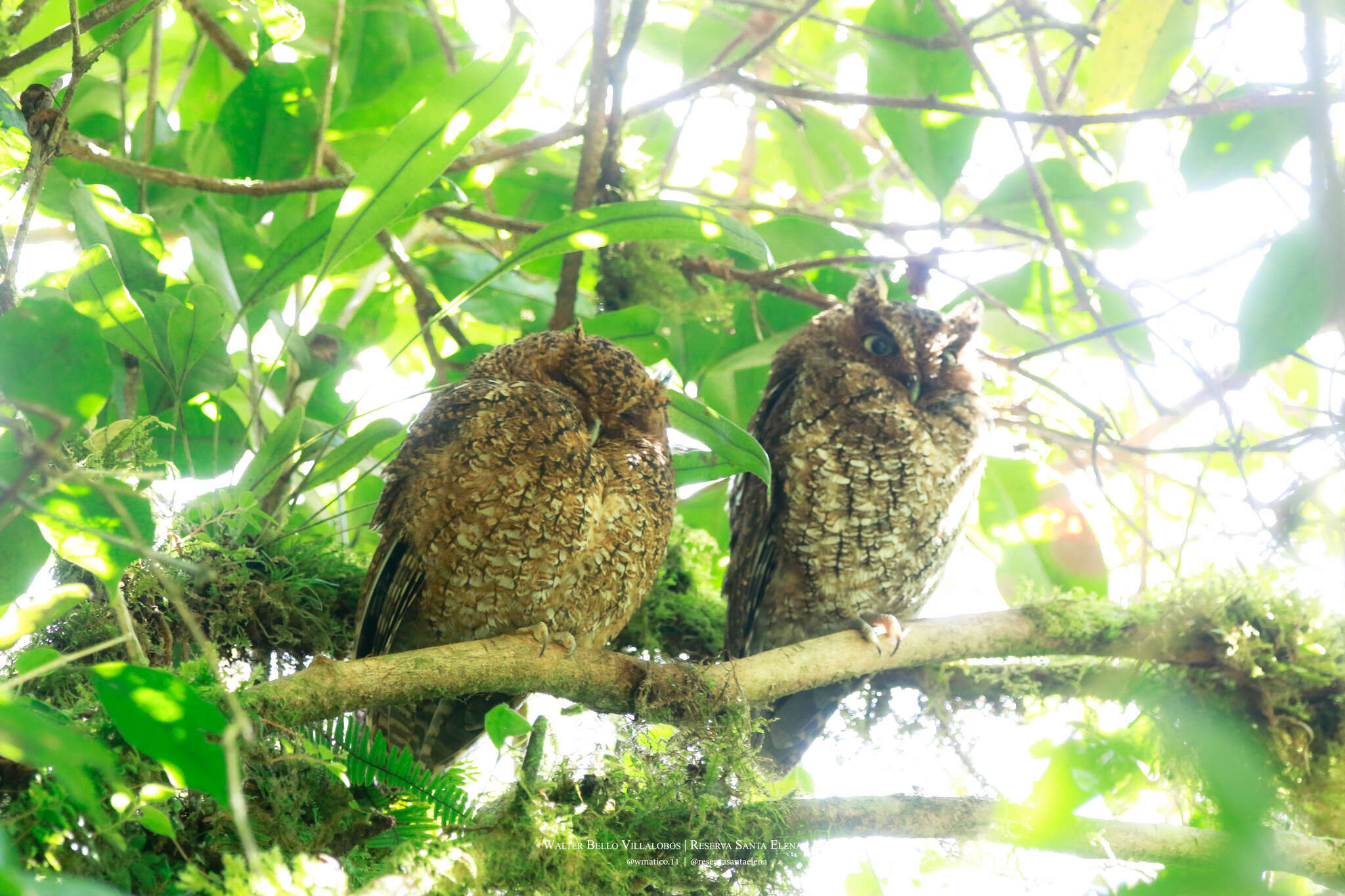 Plancia ëd Megascops clarkii (Kelso, L, Kelso & EH 1935)