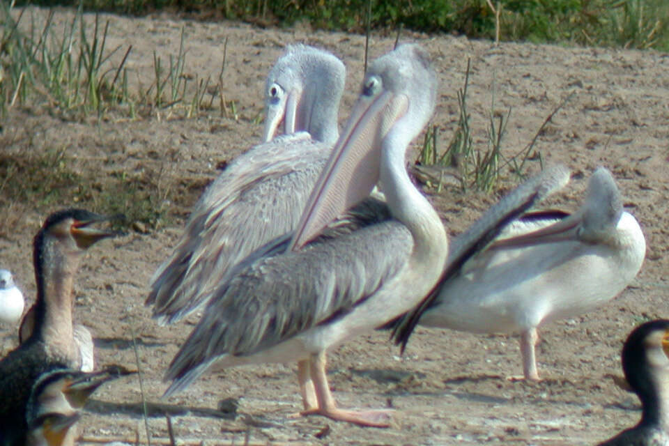 Image of Pink-backed Pelican