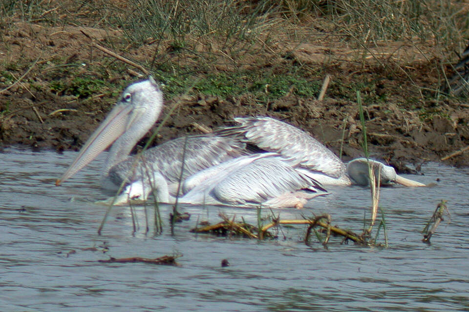 Image of Pink-backed Pelican