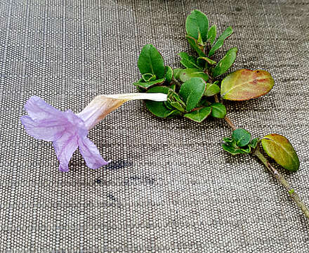 Imagem de Ruellia pilosa L. fil.