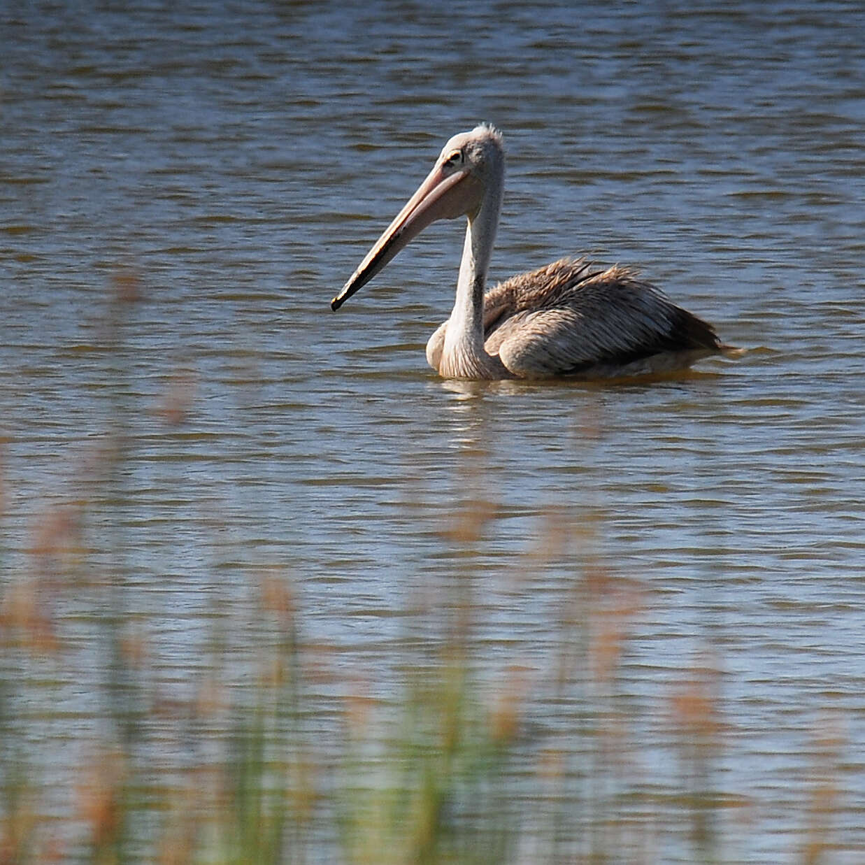 Image of Pink-backed Pelican